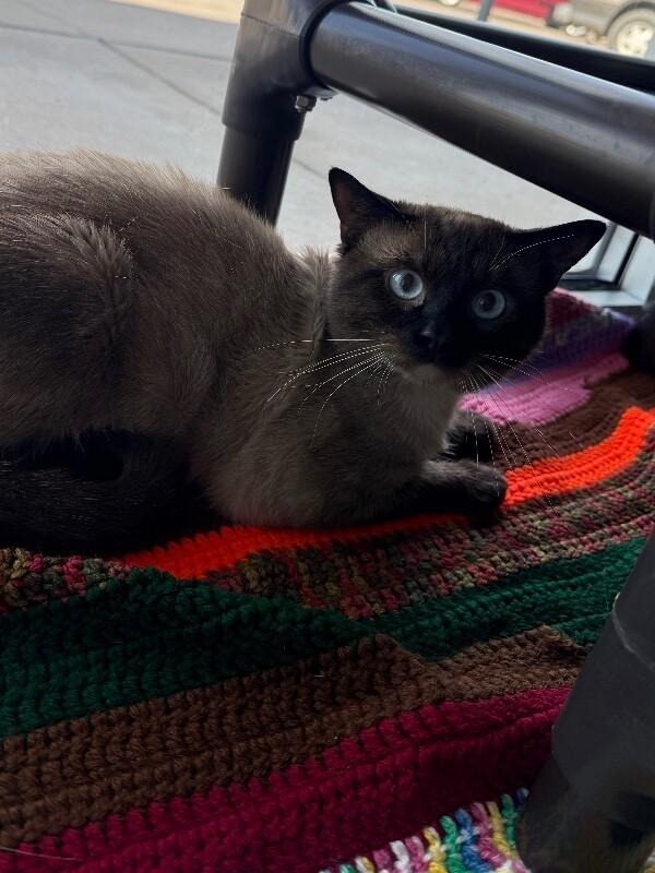 Enlarge milo, a Adoptable Siamese in Hobbs, NM image 1/1