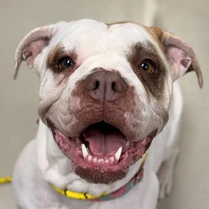 Tortilla, ADOPTABLE, Adult Female Bulldog.