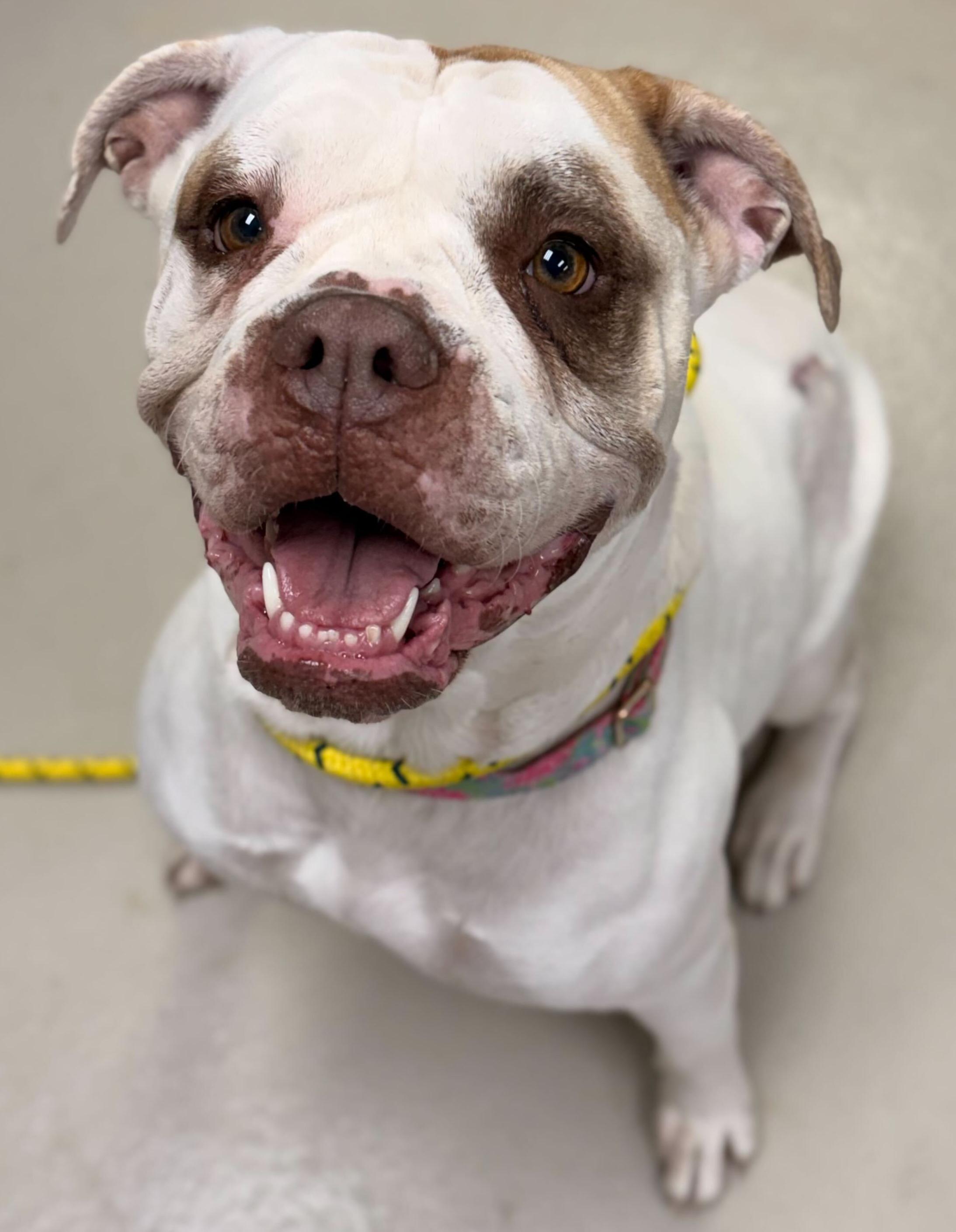 Enlarge Tortilla, a ADOPTABLE mixed breed in Jefferson, WI image 2/2