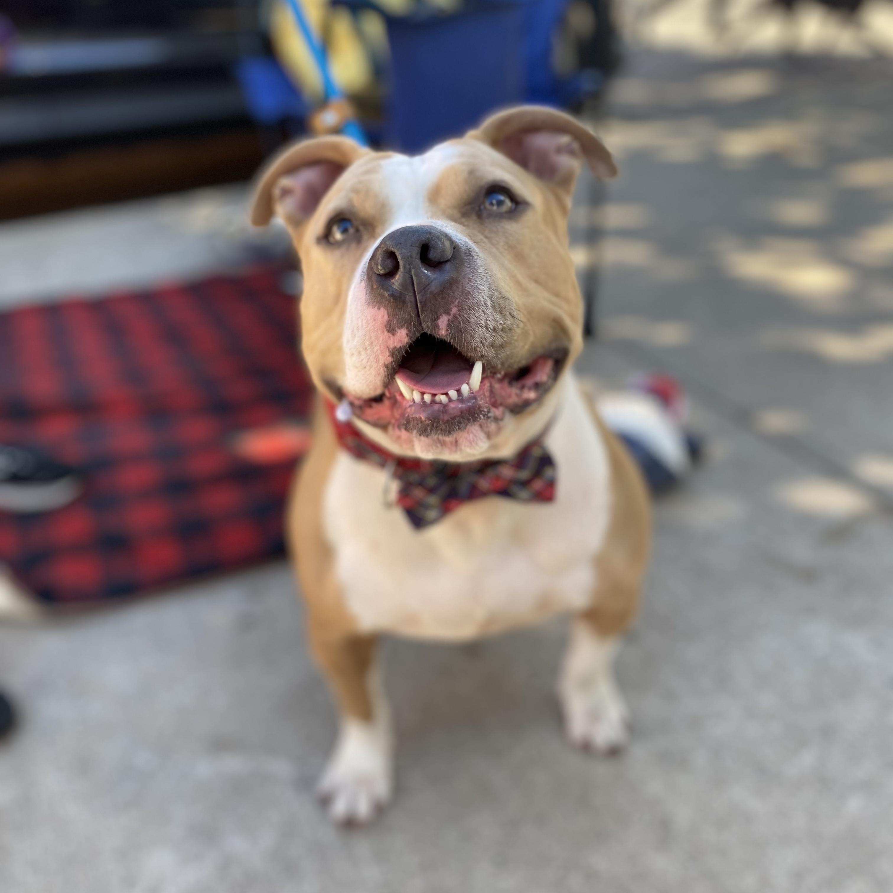 Enlarge Barbie, a Adoptable Mixed Breed in Browns Mills, NJ image 2/6