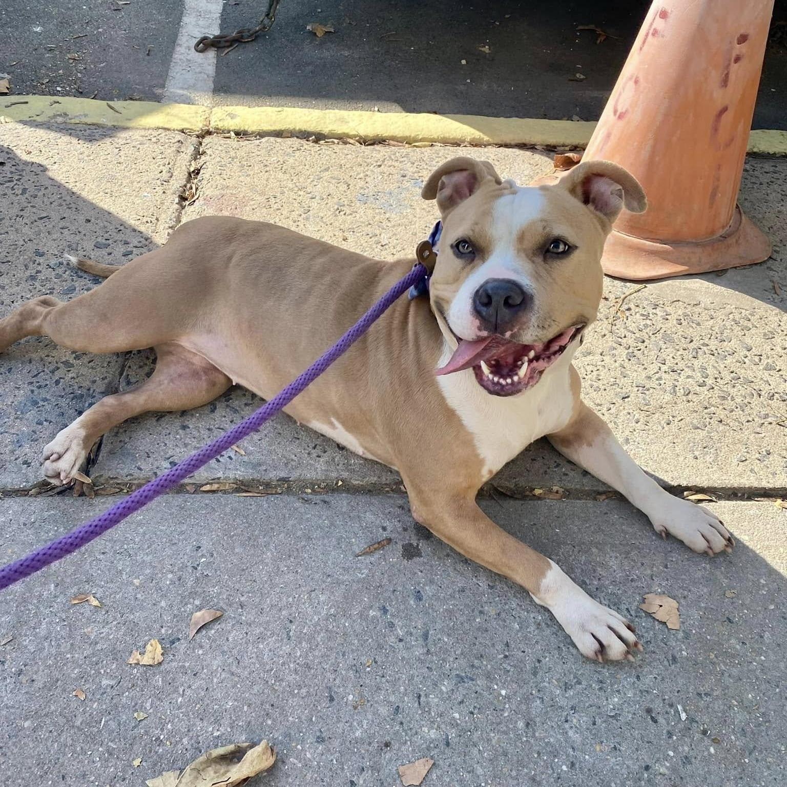 Enlarge Barbie, a Adoptable Mixed Breed in Browns Mills, NJ image 5/6