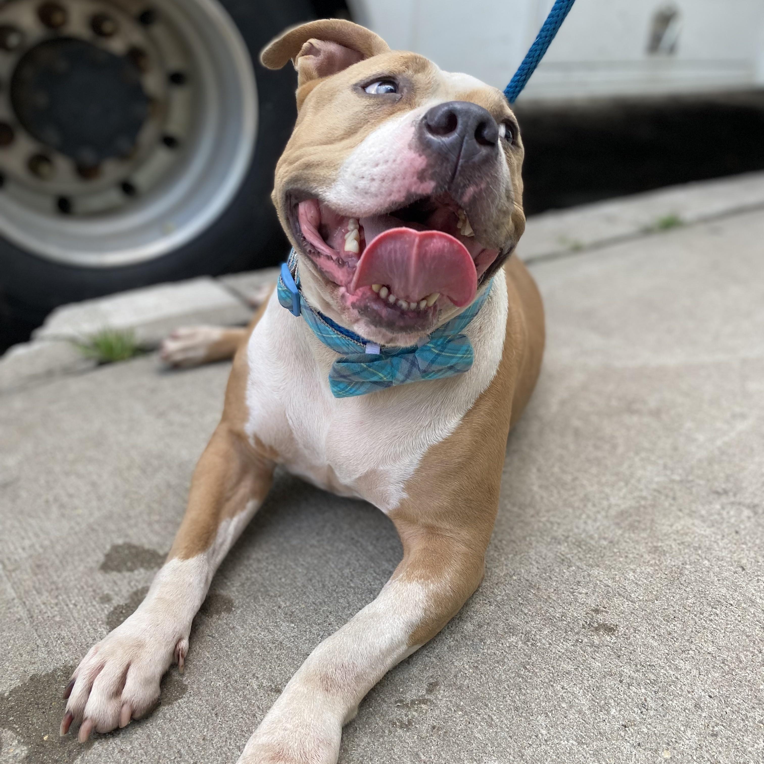 Enlarge Barbie, a Adoptable Mixed Breed in Browns Mills, NJ image 3/6