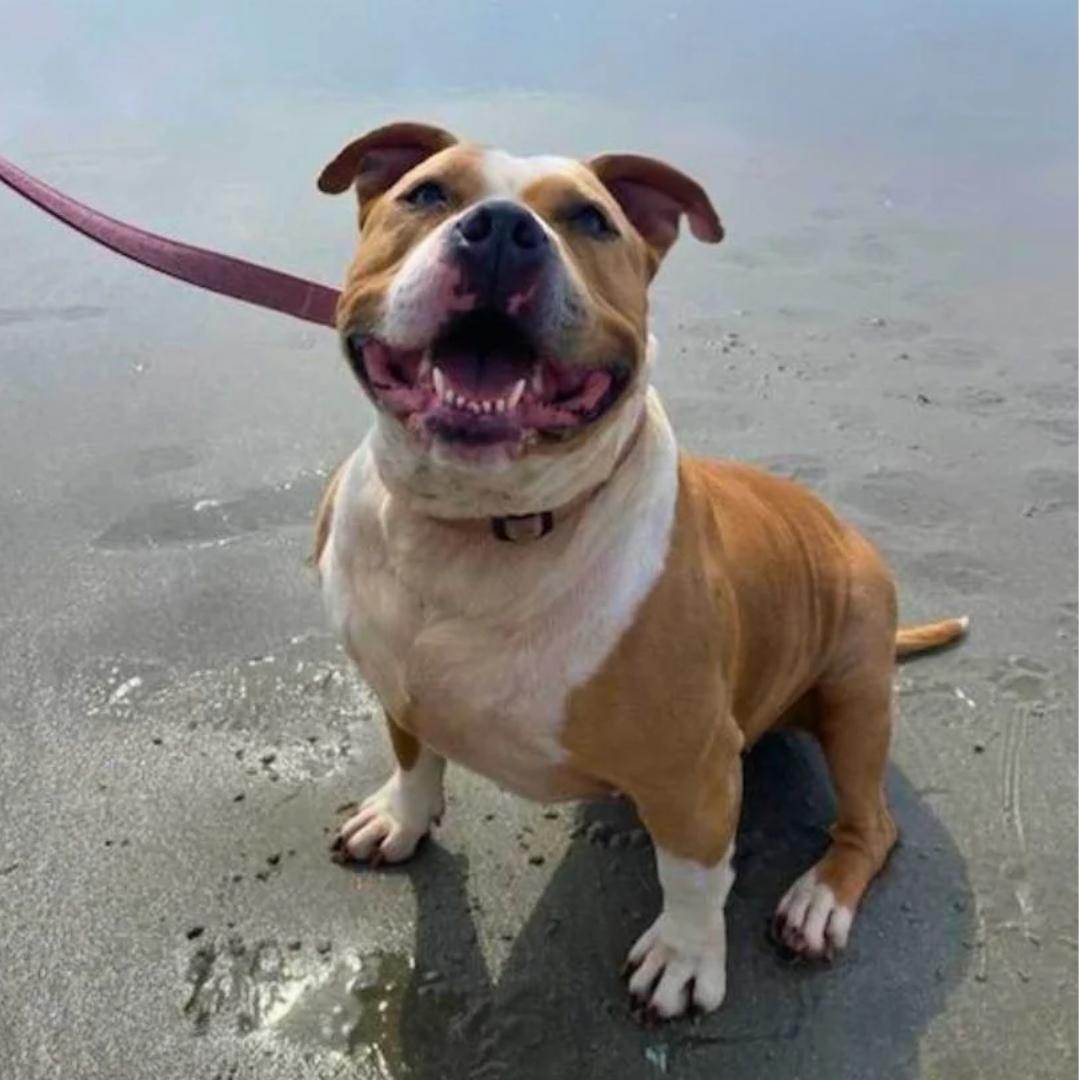 Enlarge Barbie, a Adoptable Mixed Breed in Browns Mills, NJ image 6/6