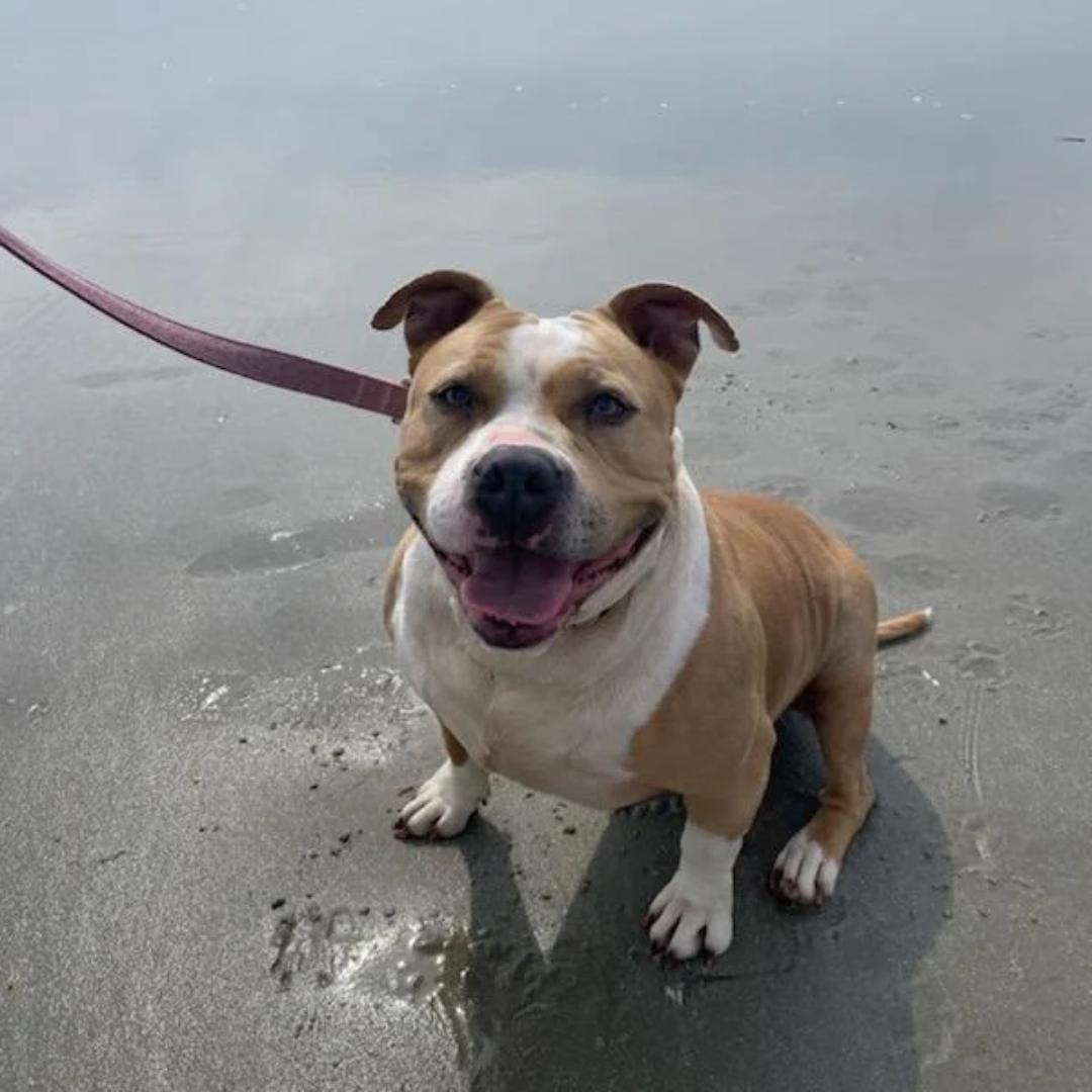 Barbie, Adoptable, Adult Female Mixed Breed.