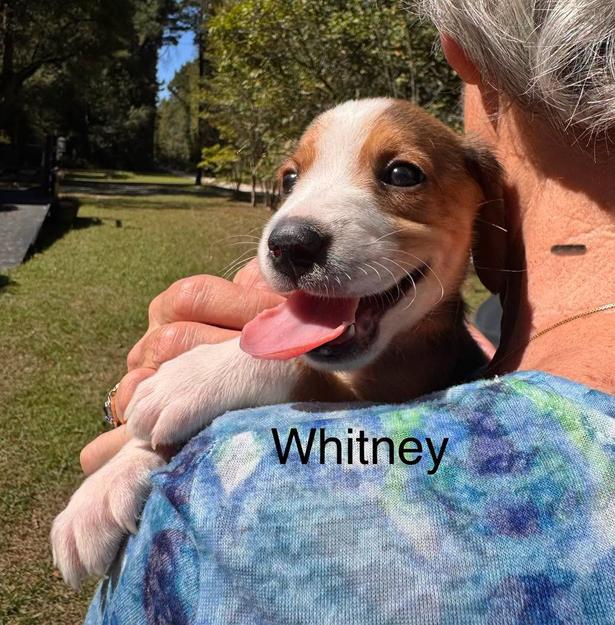 Enlarge Whitney, a Adoptable mixed breed in Eutawville, SC image 1/1