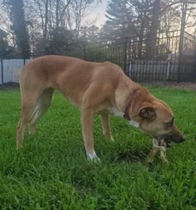 Bella Hardee, Adoptable, Adult Female Shepherd.