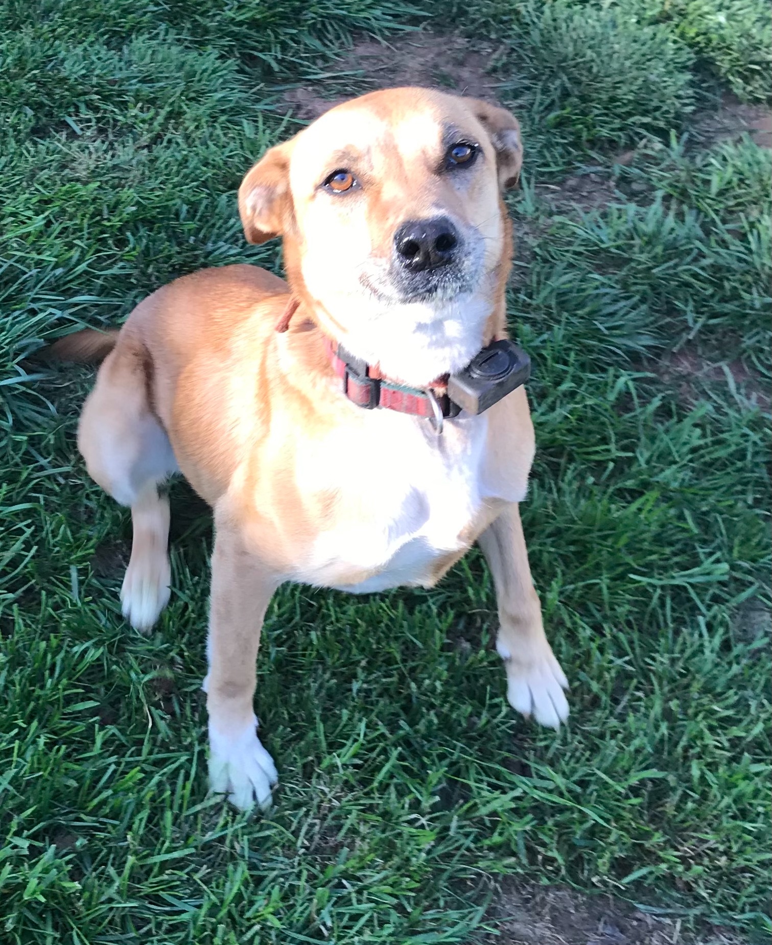 Bella Hardee, a Adoptable mixed breed in Conover, NC image 2/6