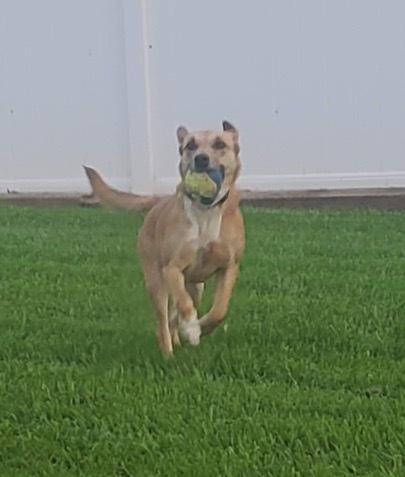 Bella Hardee, a Adoptable mixed breed in Conover, NC image 3/6