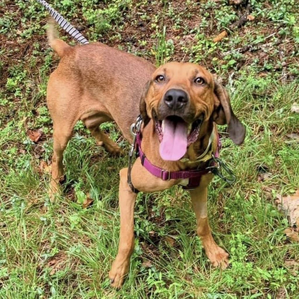 Bart, Adoptable, Adult Male Mixed Breed.