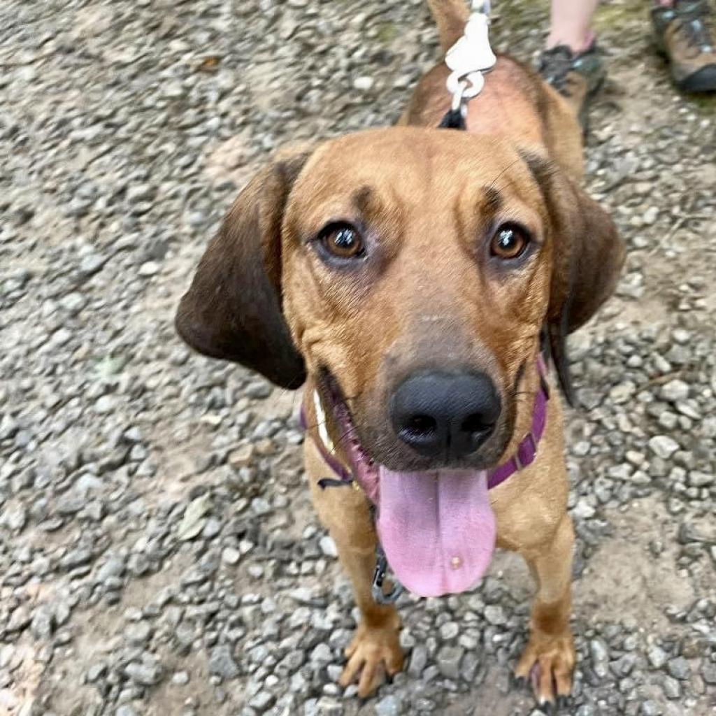 Enlarge Bart, a Adoptable Mixed Breed in Asheville, NC image 2/6