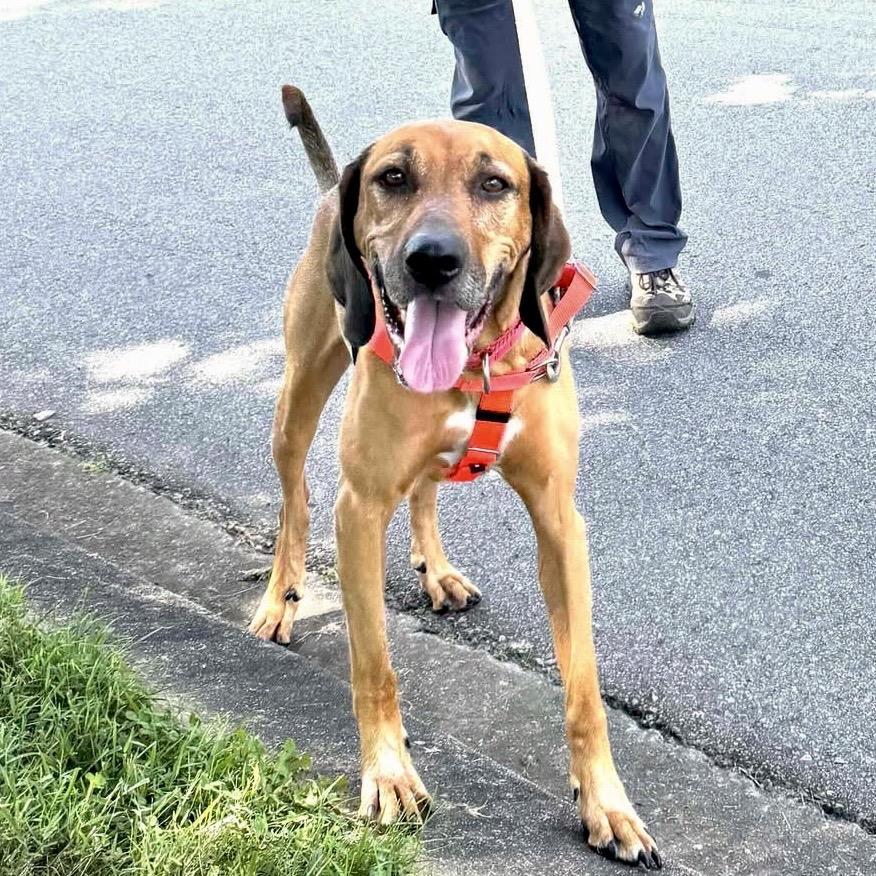 Enlarge Bart, a Adoptable Mixed Breed in Asheville, NC image 3/6