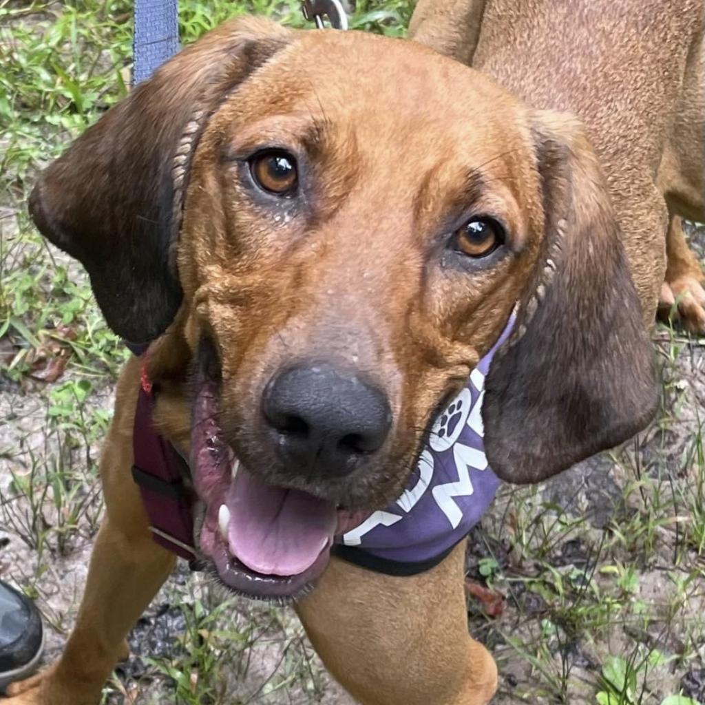 Enlarge Bart, a Adoptable Mixed Breed in Asheville, NC image 4/6
