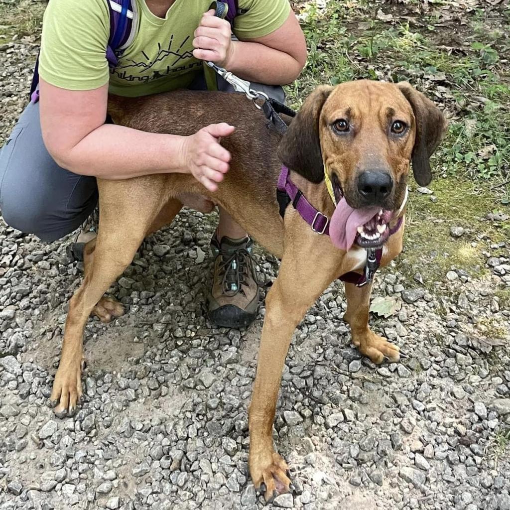 Enlarge Bart, a Adoptable Mixed Breed in Asheville, NC image 5/6