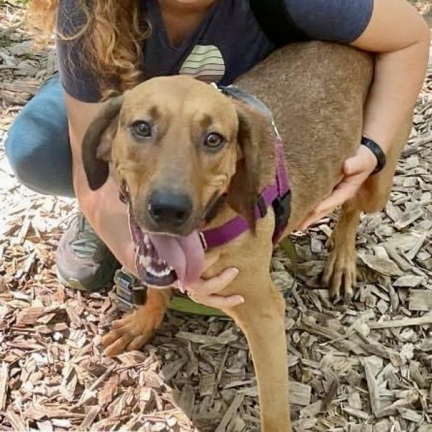 Enlarge Bart, a Adoptable Mixed Breed in Asheville, NC image 6/6