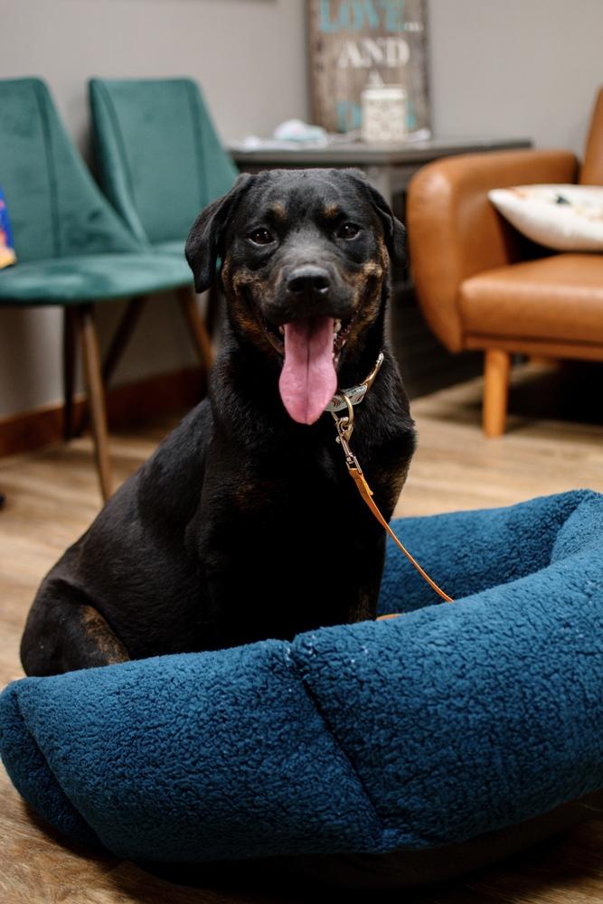 Cue, Adoptable, Adult Female Rottweiler & Labrador Retriever.