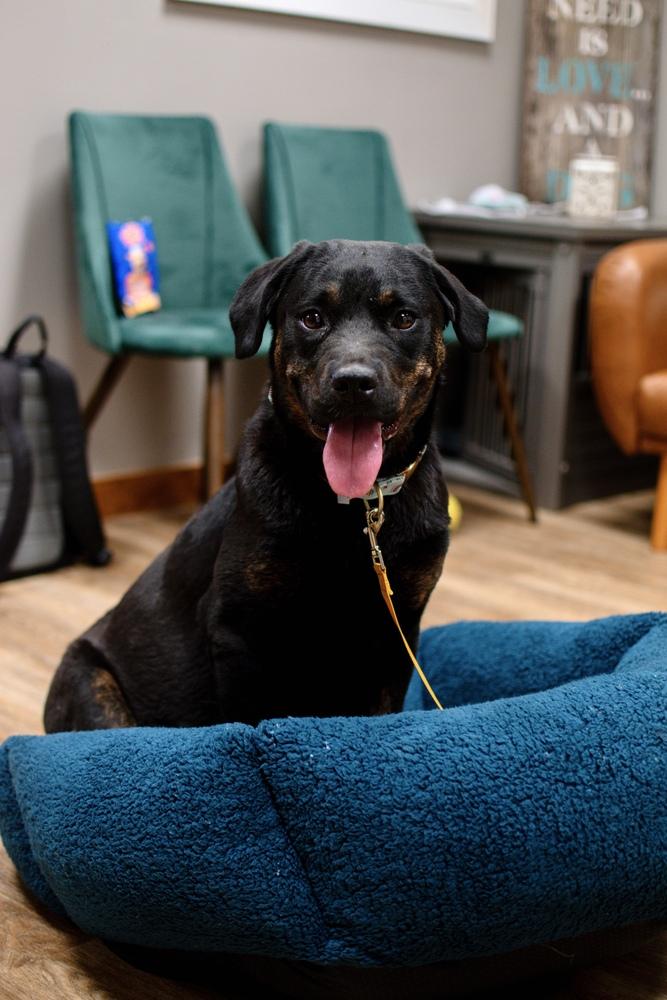 Cue, a Adoptable mixed breed in Frankfort, NY image 2/6