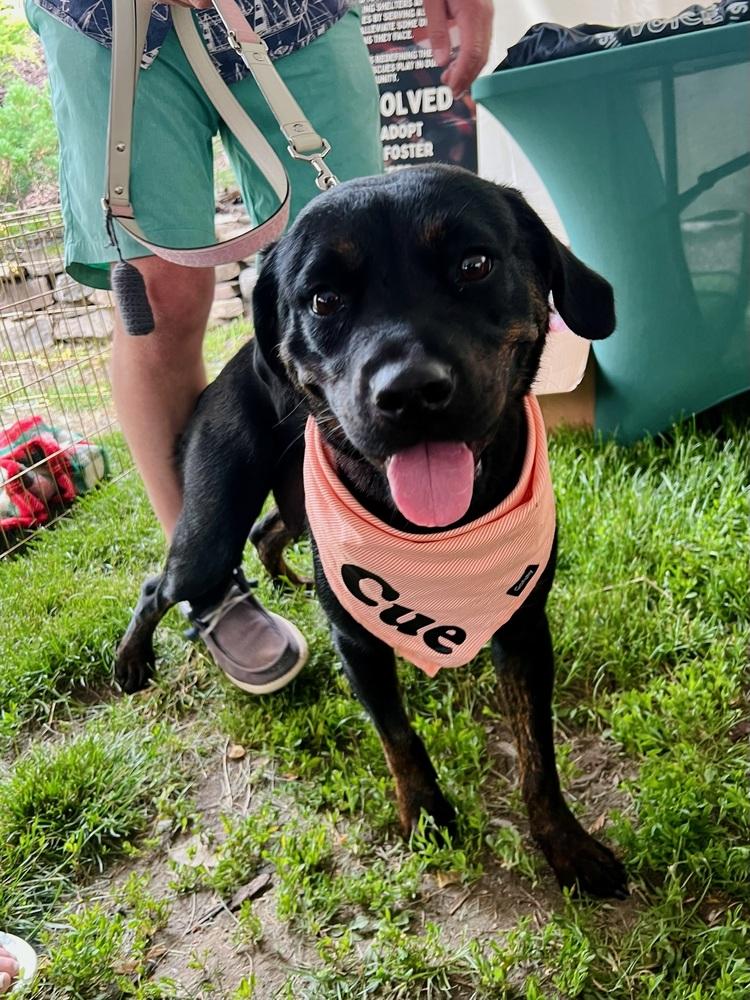 Cue, a Adoptable mixed breed in Frankfort, NY image 3/6