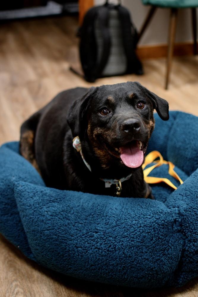 Cue, a Adoptable mixed breed in Frankfort, NY image 4/6