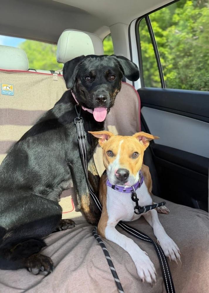 Cue, a Adoptable mixed breed in Frankfort, NY image 5/6