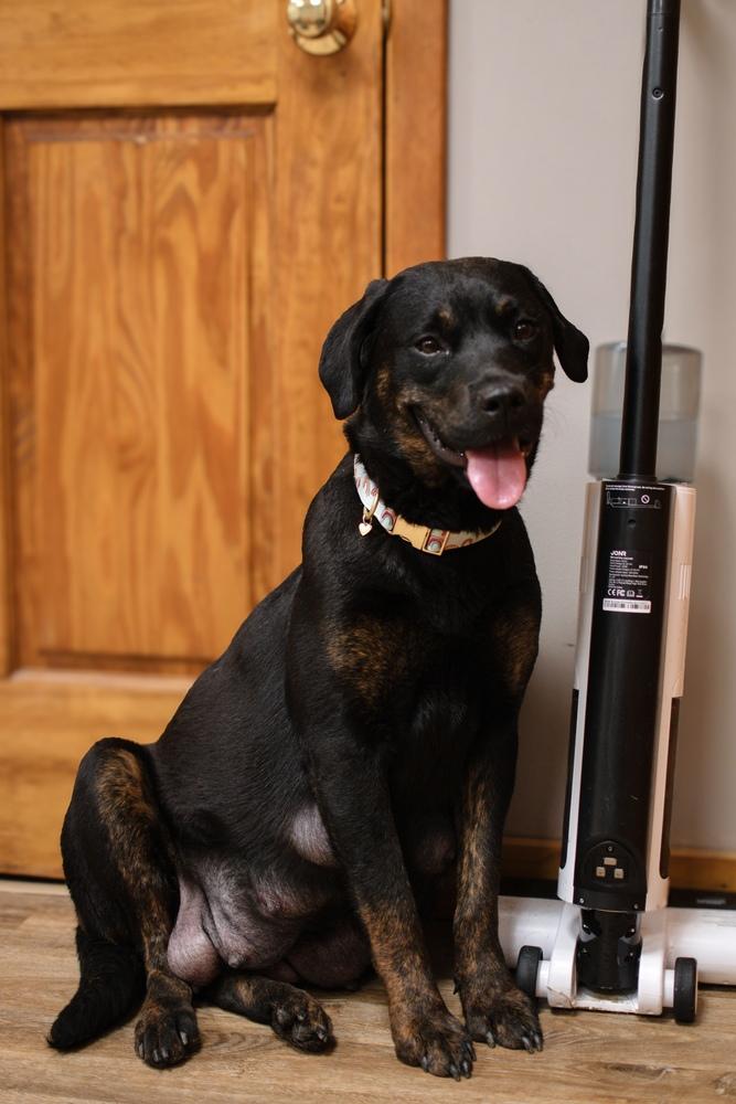Cue, a Adoptable mixed breed in Frankfort, NY image 6/6