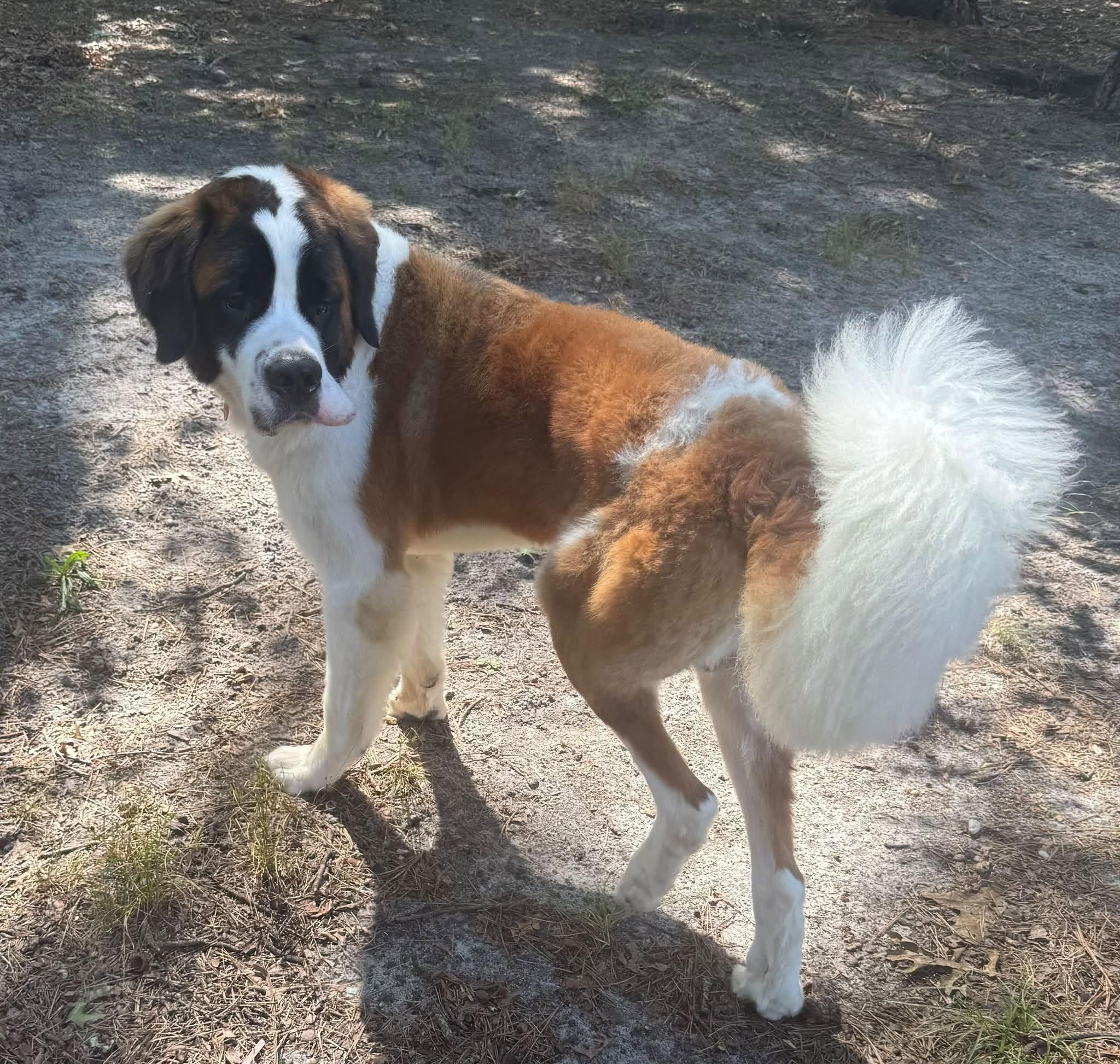 Barkley, ADOPTABLE, Young Male Saint Bernard.