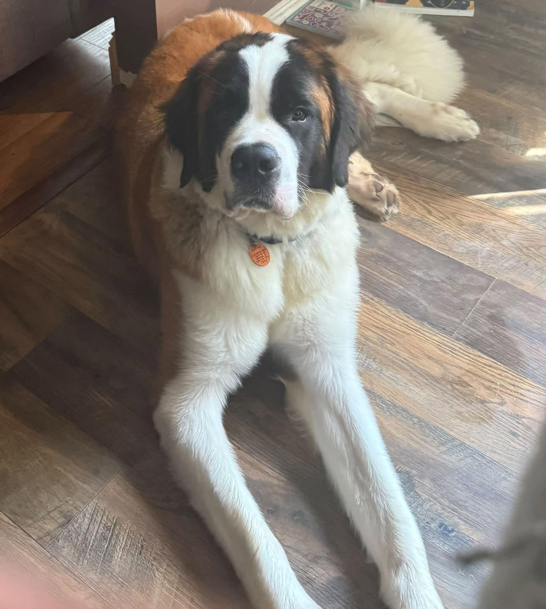 Enlarge Barkley, a ADOPTABLE Saint Bernard in Egg Harbor City, NJ image 2/4