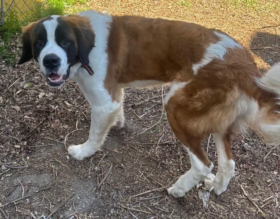 Enlarge Barkley, a ADOPTABLE Saint Bernard in Egg Harbor City, NJ image 4/4