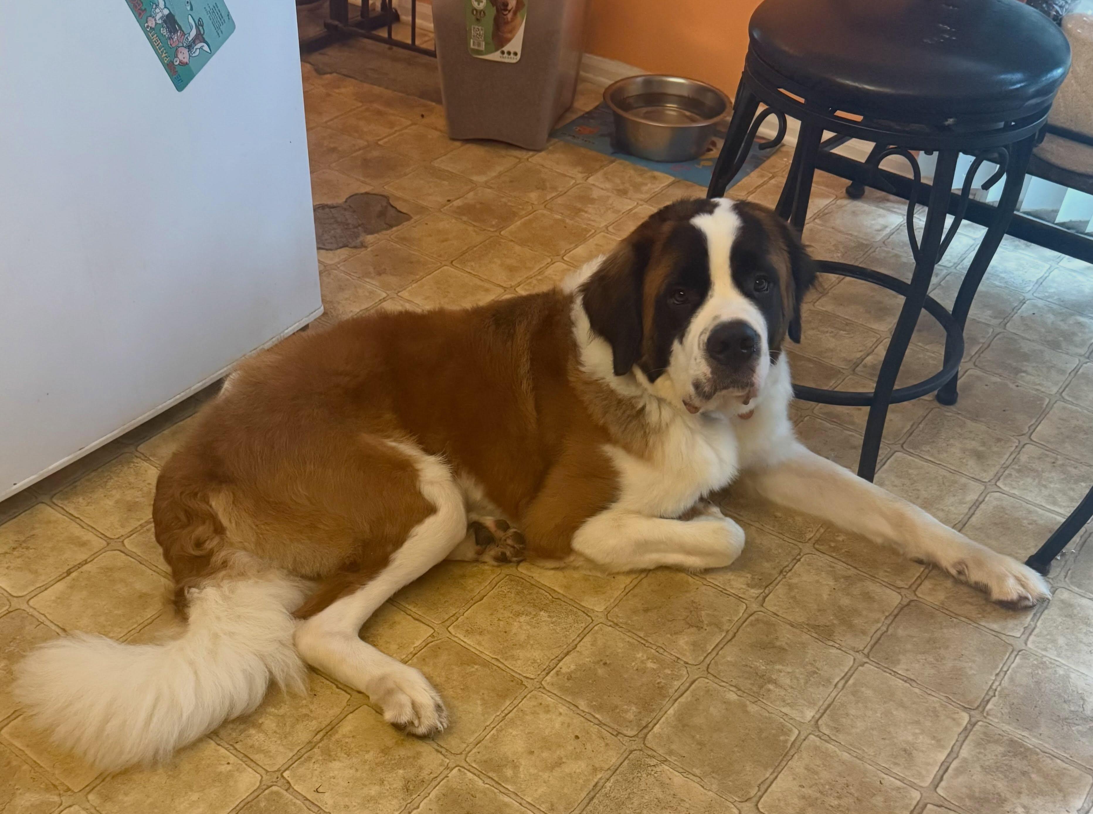 Enlarge Barkley, a ADOPTABLE Saint Bernard in Egg Harbor City, NJ image 3/4