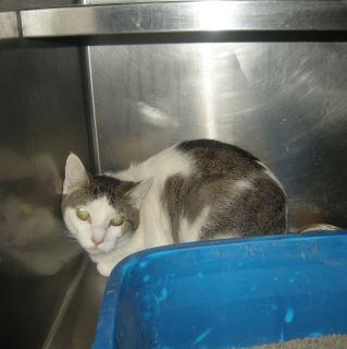 Enlarge Oden, a Adoptable mixed breed in Gallatin, TN image 1/1