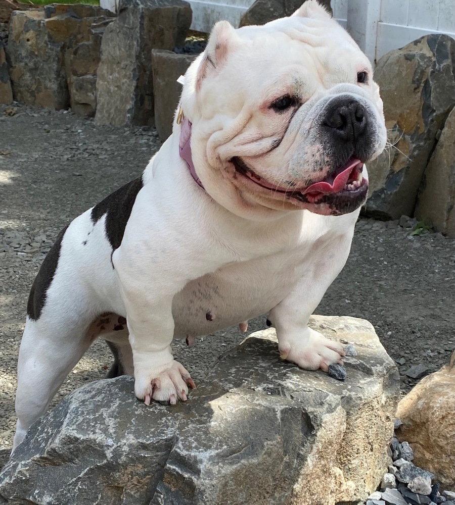 Tata, Adoptable, Adult Female Pit Bull Terrier.