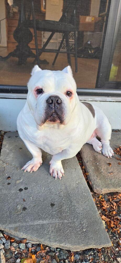 Enlarge Tata, a Adoptable Pit Bull Terrier in Caldwell, NJ image 3/3