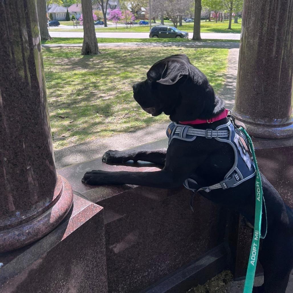 Freddie, Adoptable, Adult Male Boxer & Cane Corso.