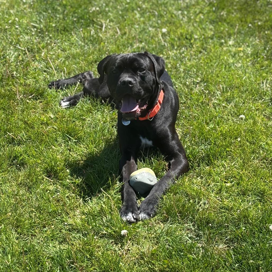 Freddie, a Adoptable mixed breed in Brookfield, WI image 2/6