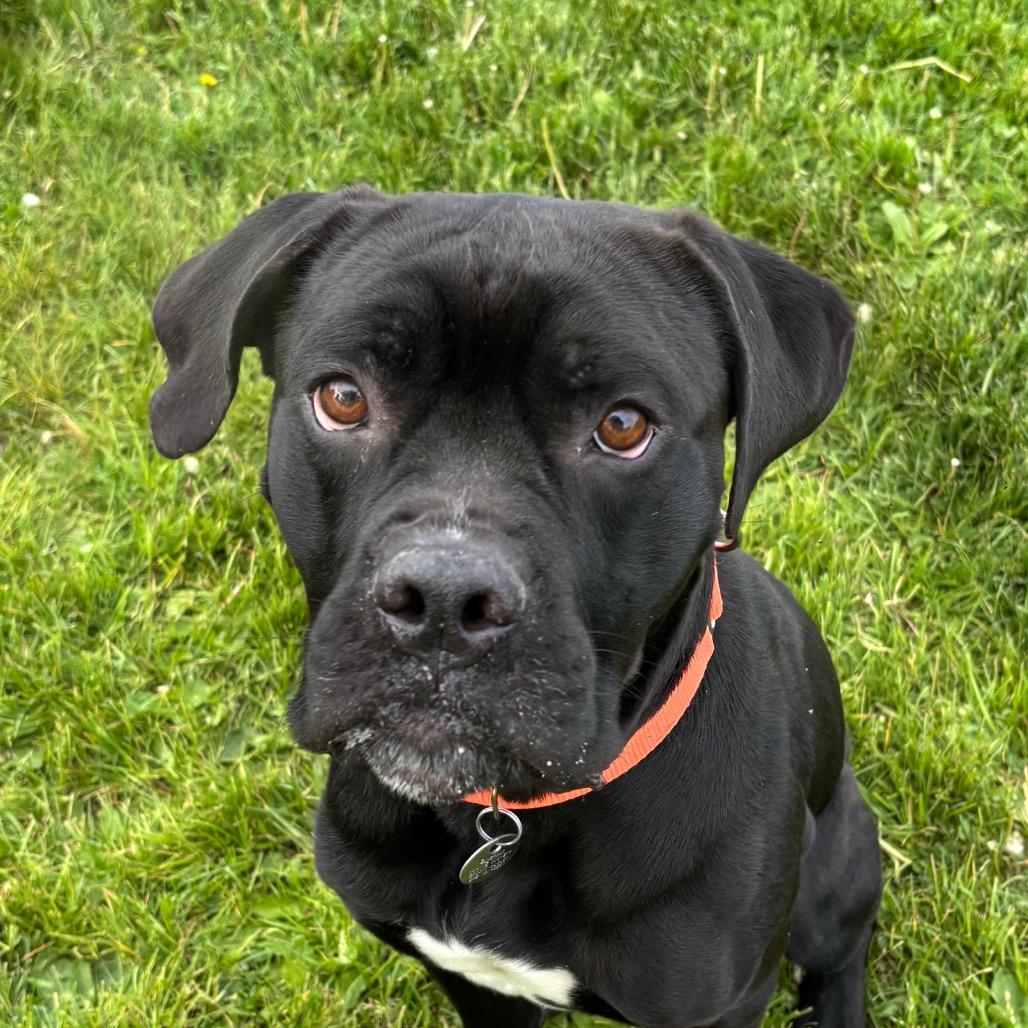 Freddie, a Adoptable mixed breed in Brookfield, WI image 3/6
