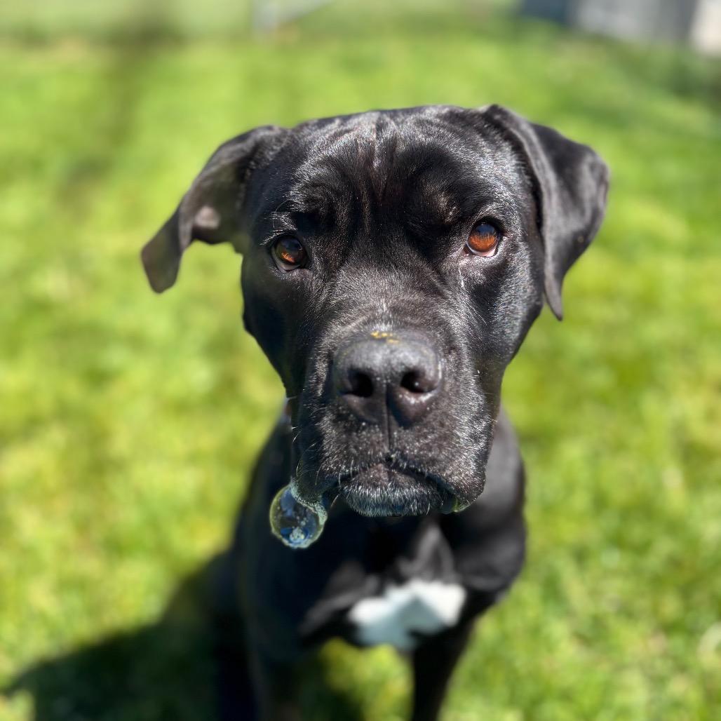 Freddie, a Adoptable mixed breed in Brookfield, WI image 4/6