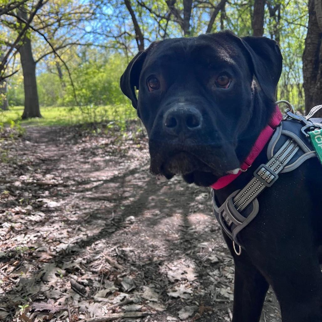 Freddie, a Adoptable mixed breed in Brookfield, WI image 5/6