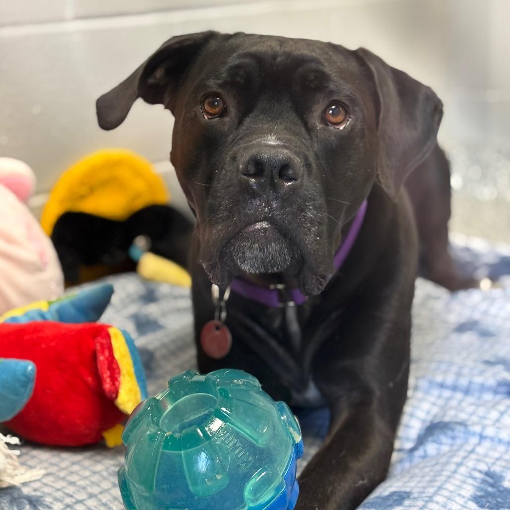 Freddie, a Adoptable mixed breed in Brookfield, WI image 6/6