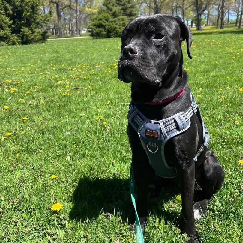 Enlarge Freddie, a Adoptable mixed breed in Brookfield, WI image 6/6