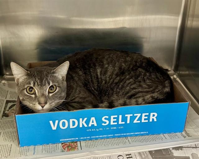 Enlarge BOOTS, a Adoptable Domestic Short Hair in Olathe, KS image 1/1