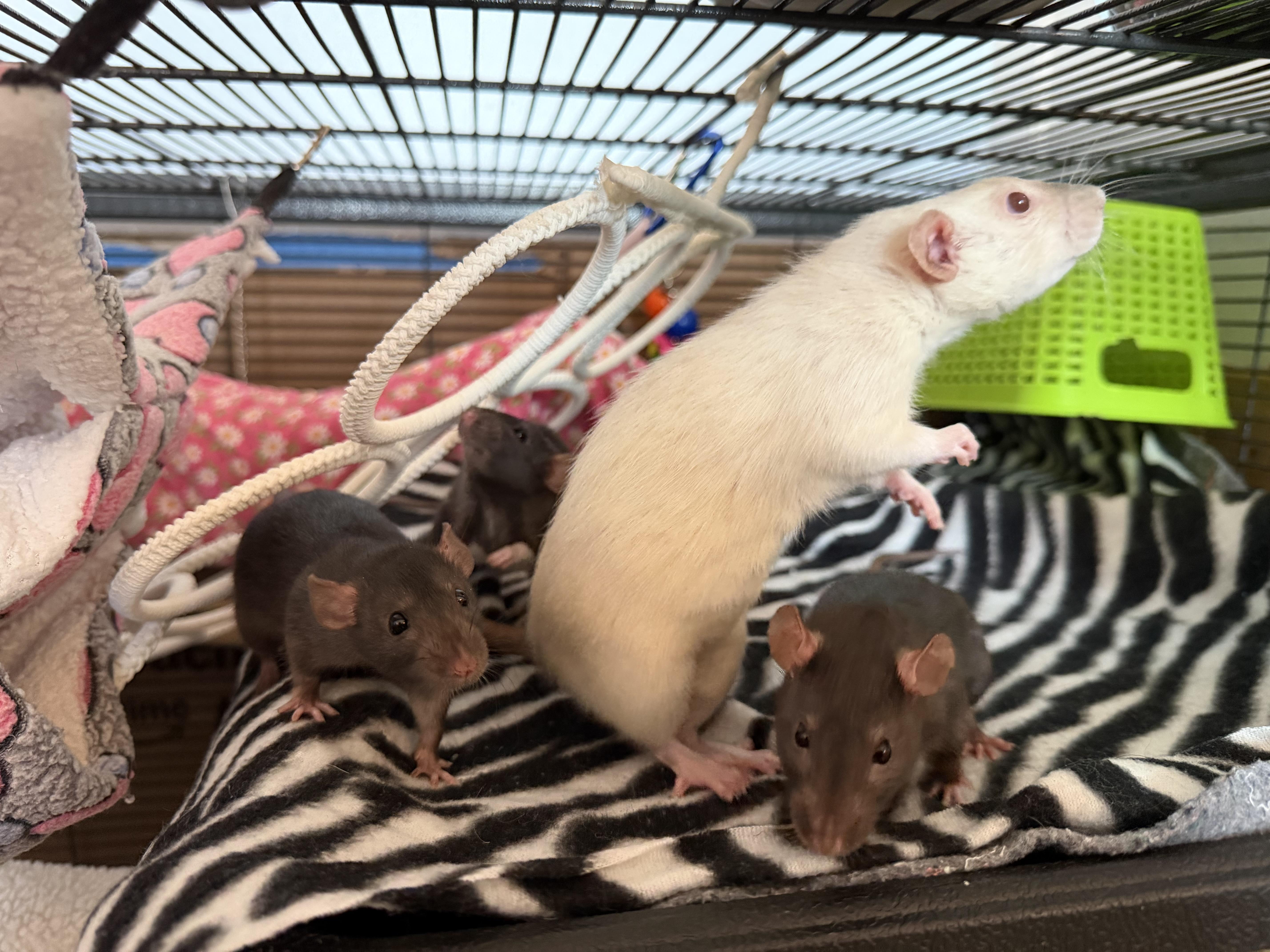 Marmee and girls, a ADOPTABLE Rat in Los Angeles, CA image 6/6