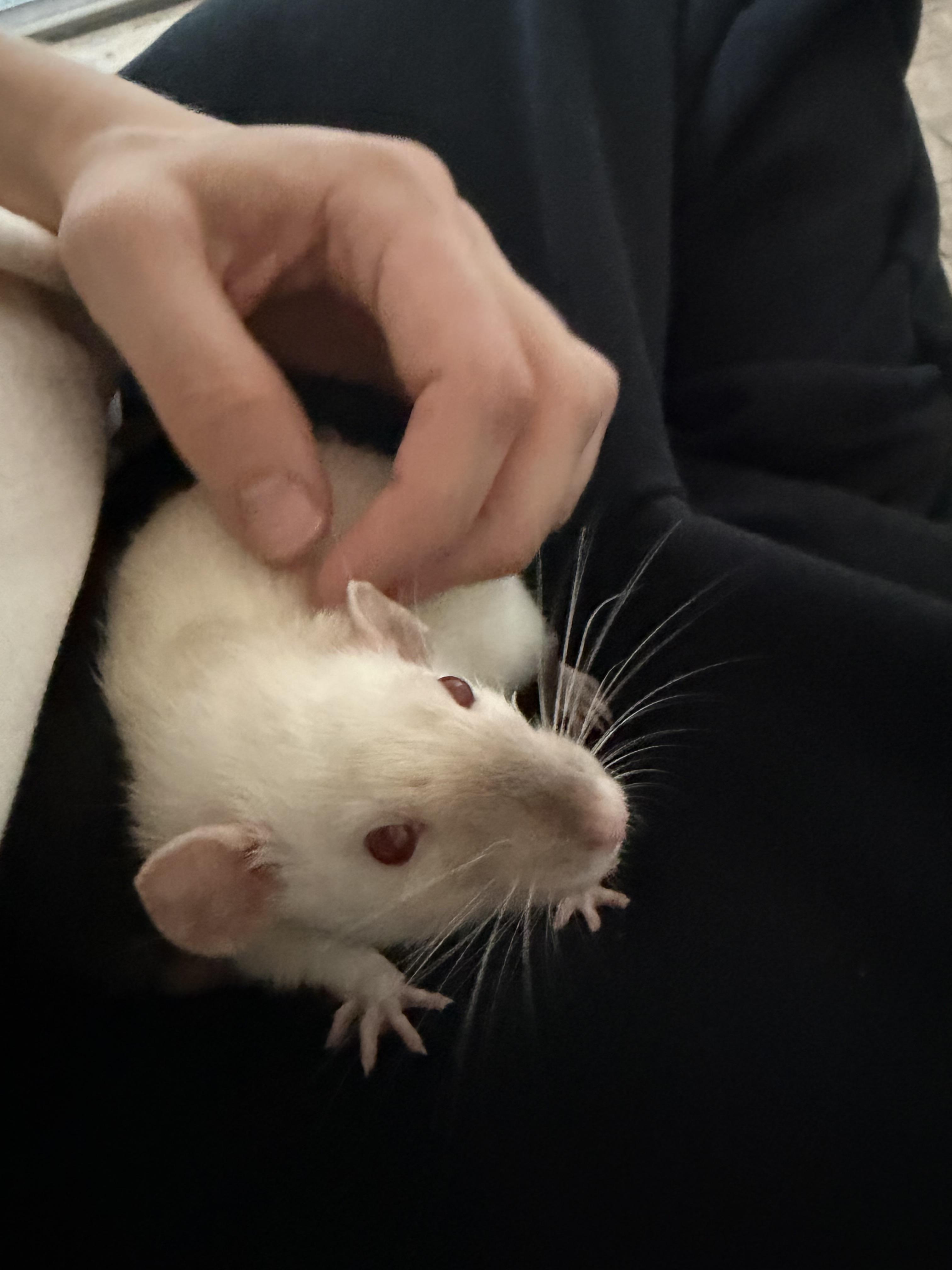 Marmee and girls, a ADOPTABLE Rat in Los Angeles, CA image 2/6