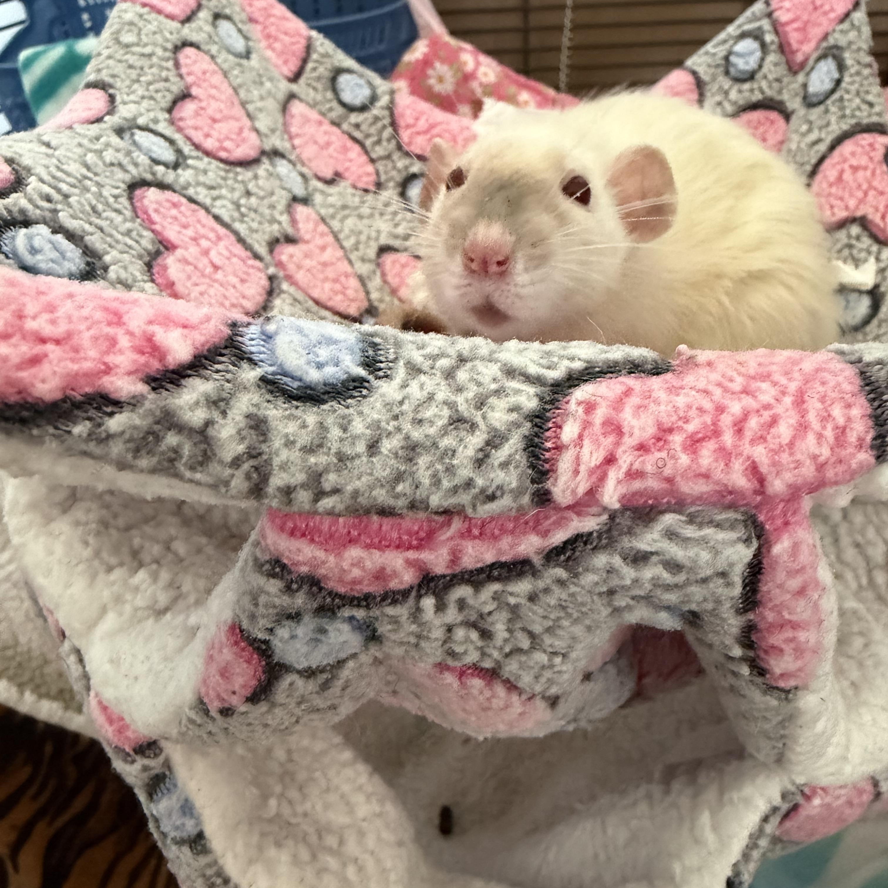 Marmee and girls, a ADOPTABLE Rat in Los Angeles, CA image 1/6