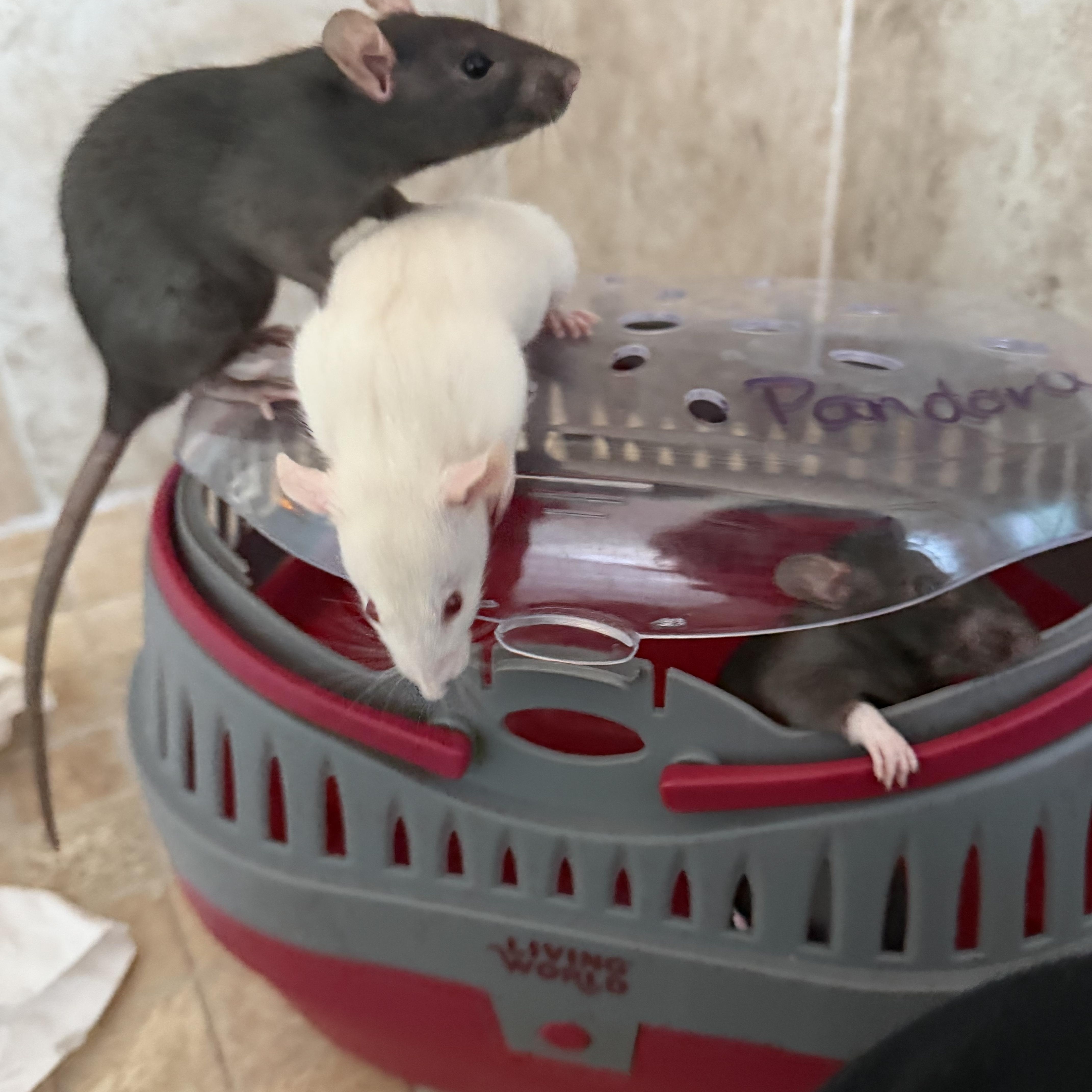 Marmee and girls, a ADOPTABLE Rat in Los Angeles, CA image 3/6