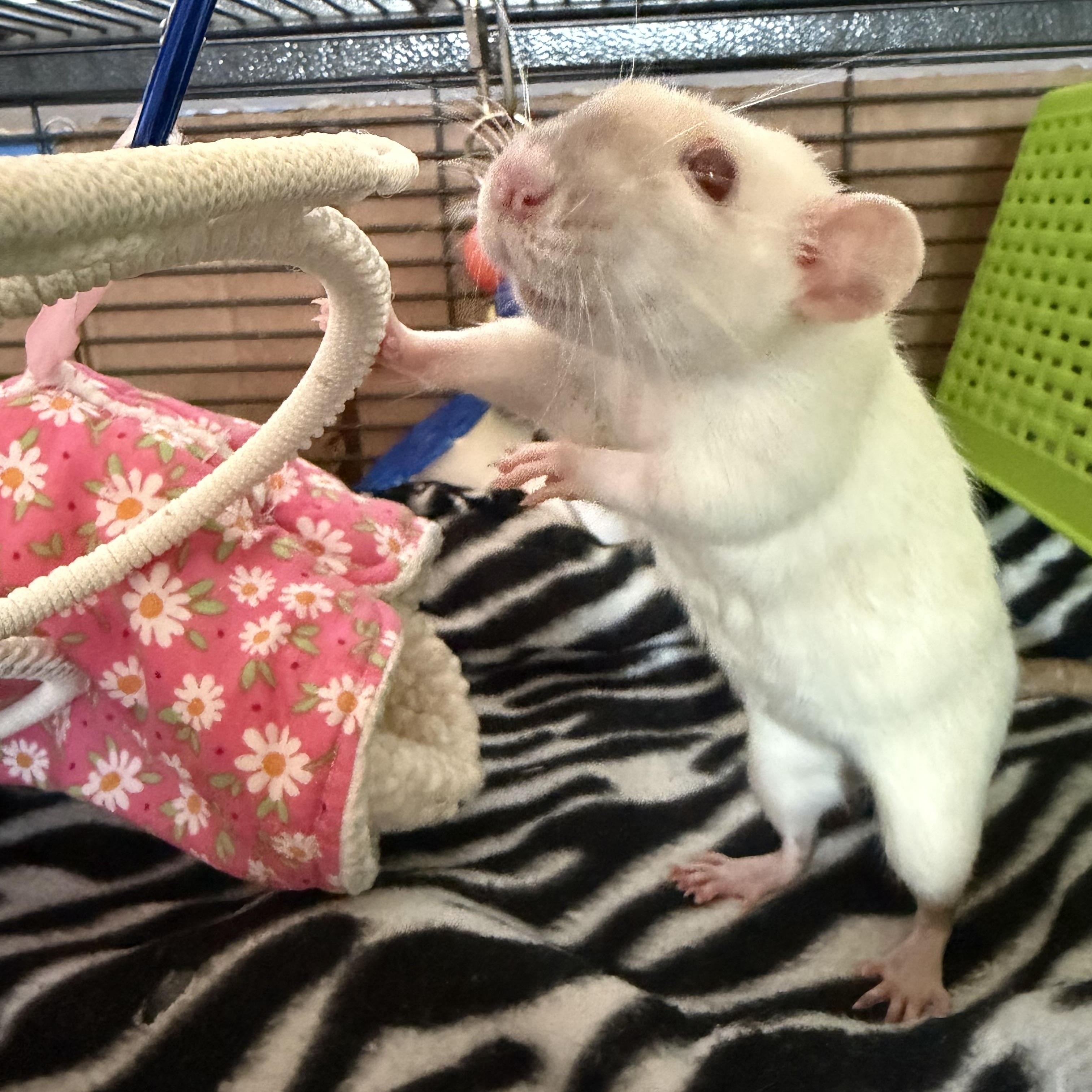 Marmee and girls, a ADOPTABLE Rat in Los Angeles, CA image 4/6