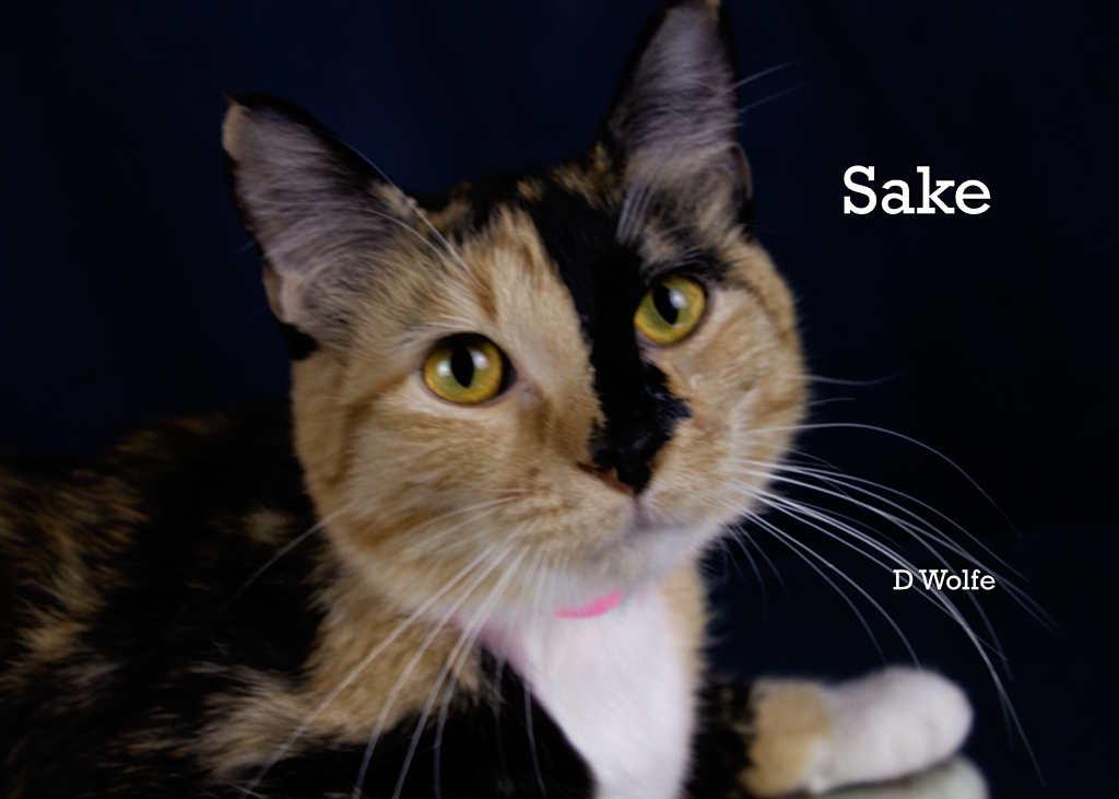 Enlarge Sake', an adopted Calico in York, NE image 1/4