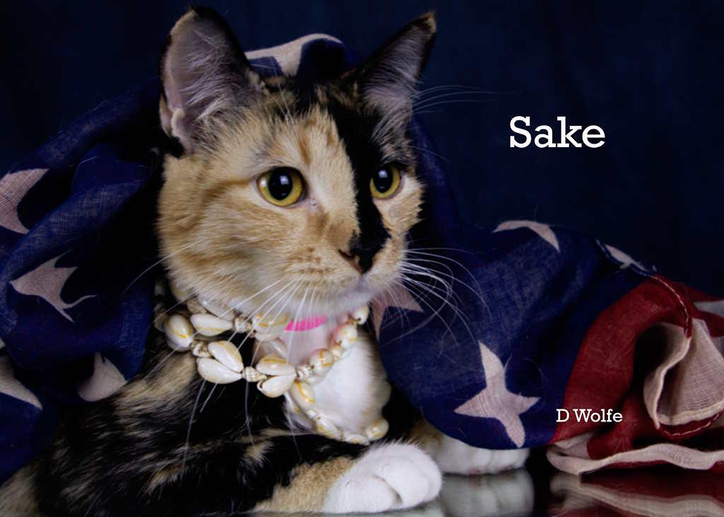 Enlarge Sake', an adopted Calico in York, NE image 2/4