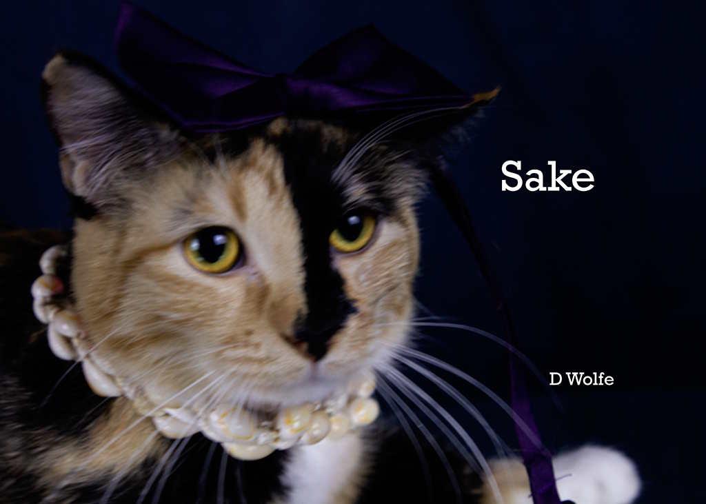 Enlarge Sake', an adopted Calico in York, NE image 4/4