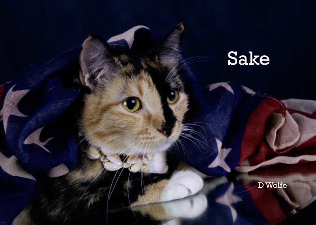 Enlarge Sake', an adopted Calico in York, NE image 3/4