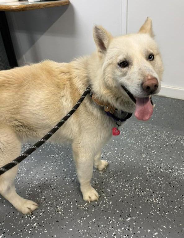 Rudo, Adoptable, Adult Male German Shepherd Dog & Husky.