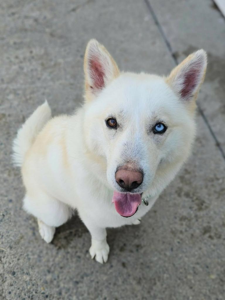 Enlarge Rudo, a Adoptable mixed breed in Warren, MI image 2/6